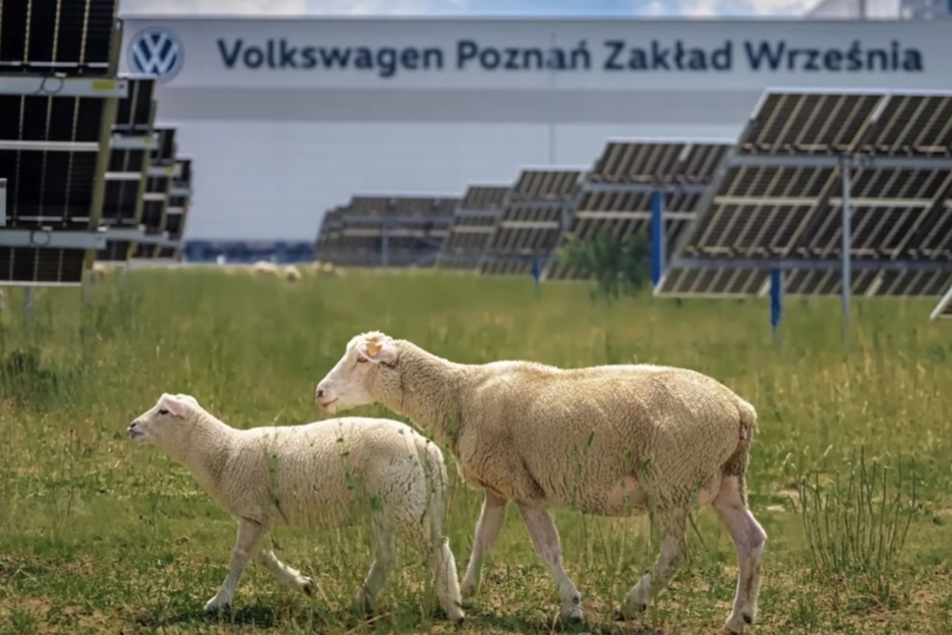 Sheep at VW Poznan facility